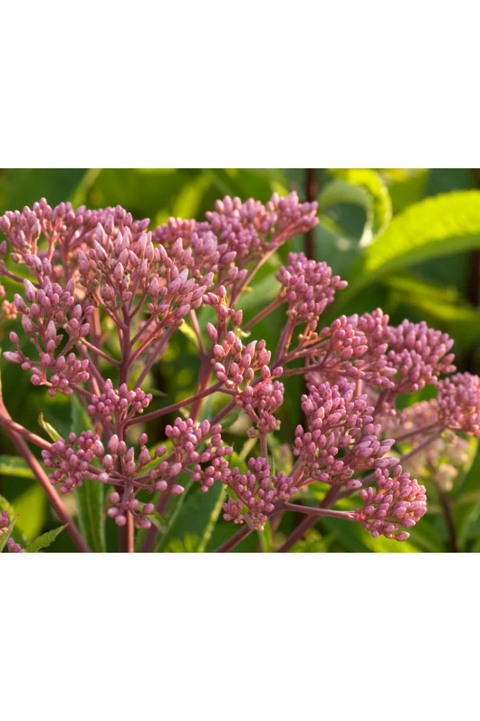 Sadziec purpurowy 'Ruby' | Eupatorium