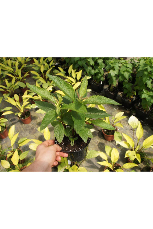 Sadziec purpurowy 'Ruby' | Eupatorium