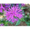 Pysznogłówka 'Balmy Lilac' | Monarda