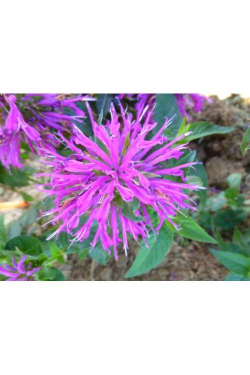 Pysznogłówka 'Balmy Lilac' | Monarda