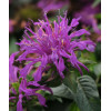 Pysznogłówka 'Balmy Lilac' | Monarda