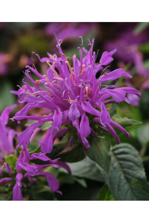 Pysznogłówka 'Balmy Lilac' | Monarda