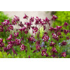 Orlik pospolity 'Winky Red and White Double' | Aquilegia vulgaris