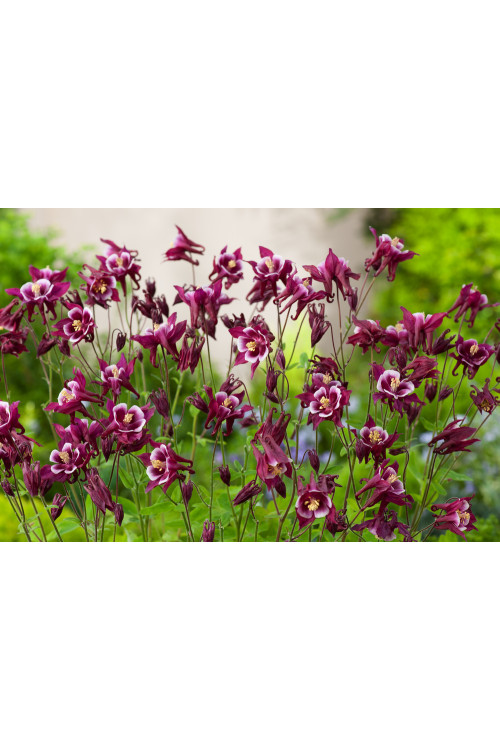 Orlik pospolity 'Winky Red and White Double' | Aquilegia vulgaris