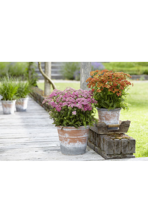 Krwawnik pospolity 'Milly Rock Rose' | Achillea millefolium