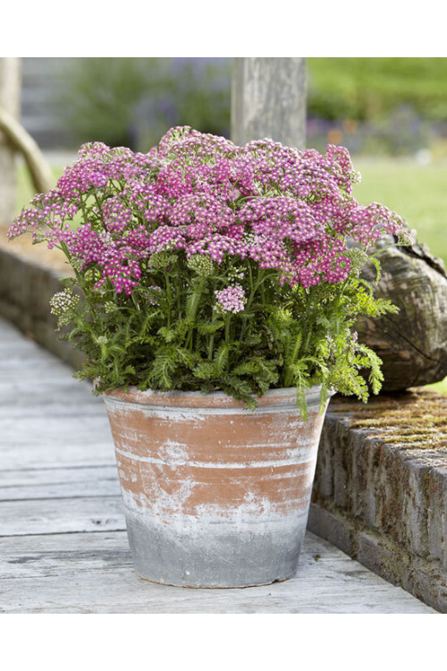 Krwawnik pospolity 'Milly Rock Rose' | Achillea millefolium