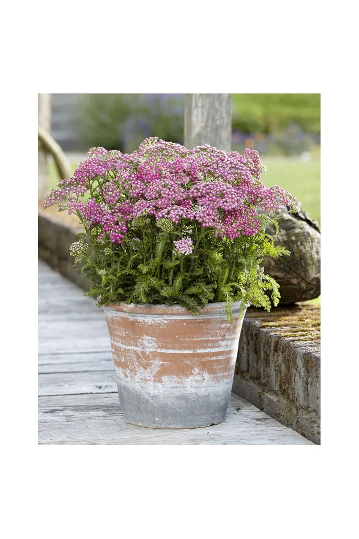 Krwawnik pospolity 'Milly Rock Rose' | Achillea millefolium