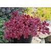 Rozchodnik 'SunSparkler Wildfire' | Sedum
