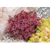 Rozchodnik 'SunSparkler Wildfire' | Sedum