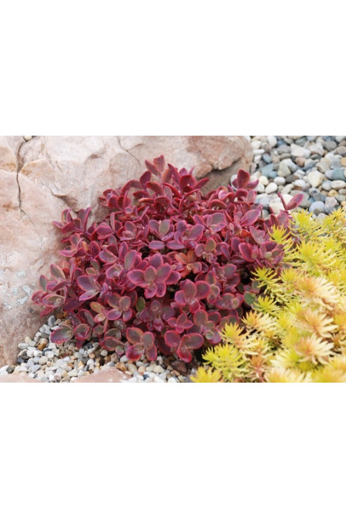 Rozchodnik 'SunSparkler Wildfire' | Sedum