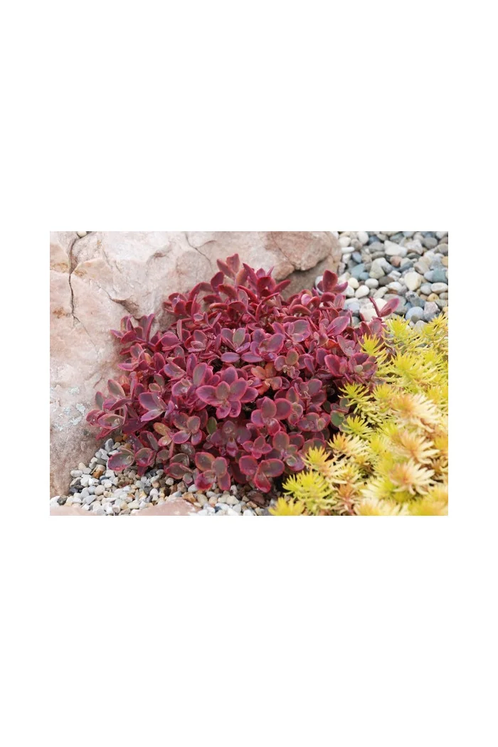 Rozchodnik 'SunSparkler Wildfire' | Sedum