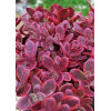 Rozchodnik 'SunSparkler Wildfire' | Sedum