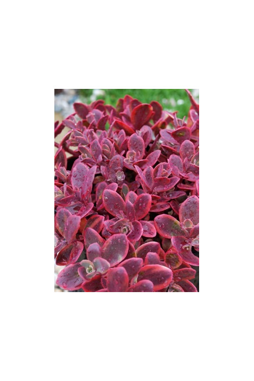 Rozchodnik 'SunSparkler Wildfire' | Sedum