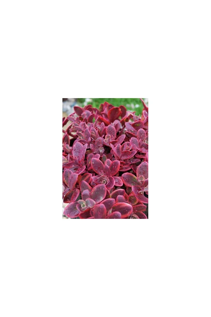 Rozchodnik 'SunSparkler Wildfire' | Sedum
