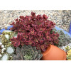 Rozchodnik 'SunSparkler Wildfire' | Sedum