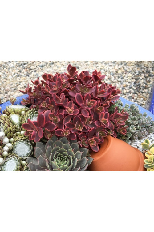 Rozchodnik 'SunSparkler Wildfire' | Sedum