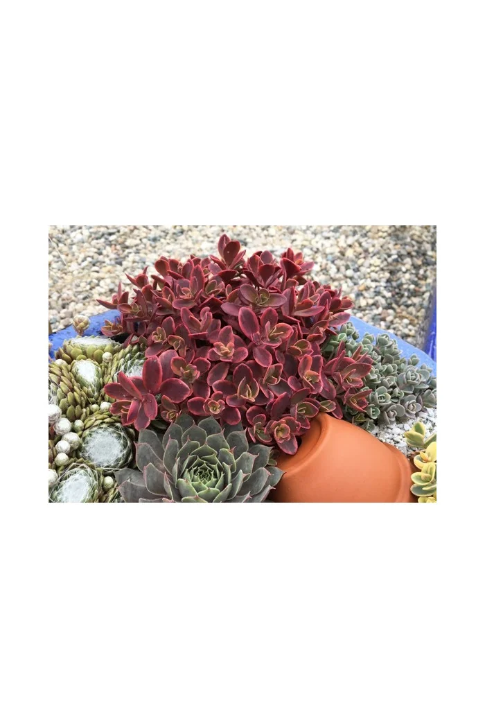 Rozchodnik 'SunSparkler Wildfire' | Sedum
