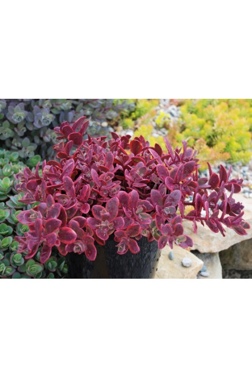 Rozchodnik 'SunSparkler Wildfire' | Sedum