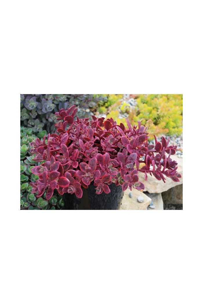 Rozchodnik 'SunSparkler Wildfire' | Sedum