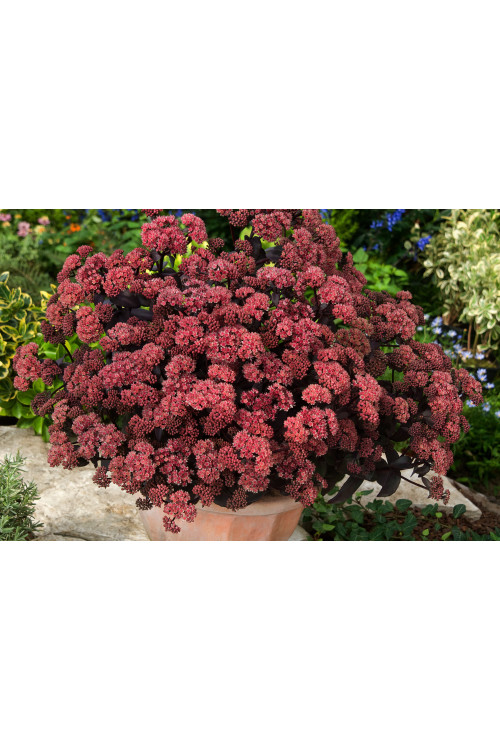 Rozchodnik 'Xenox' | Sedum