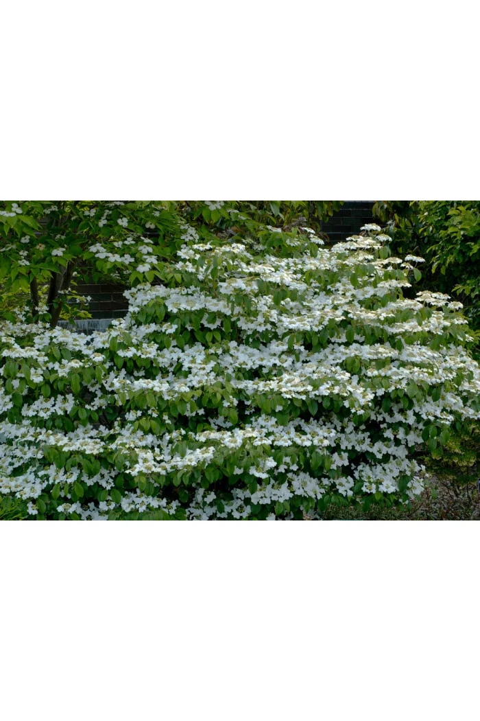 Kalina japońska 'Snowflake' Viburnum plicatum
