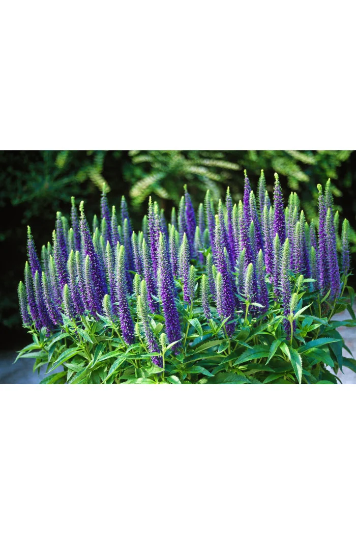 Przetacznik 'Royal Candles' | Veronica spicata