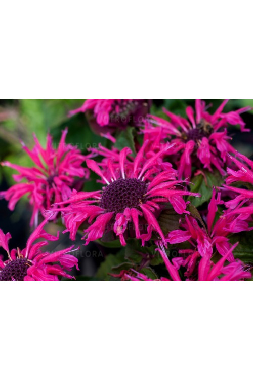 Pysznogłówka 'Bee Marry' | Monarda