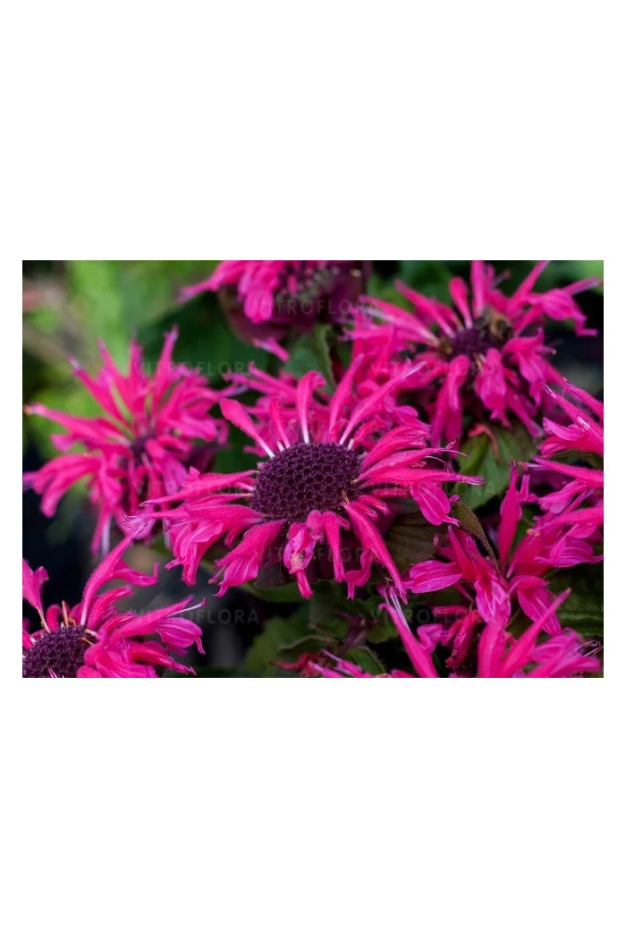 Pysznogłówka 'Bee Marry' | Monarda