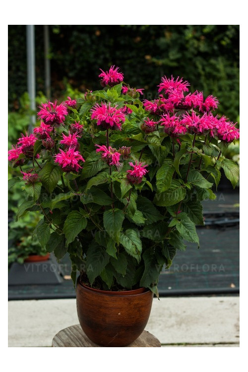 Pysznogłówka 'Bee Marry' | Monarda