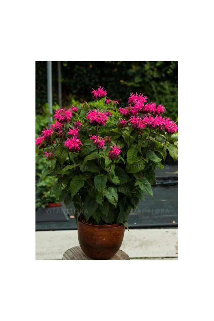 Pysznogłówka 'Bee Marry' | Monarda