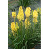 Trytoma 'Poco Yellow' | Kniphofia