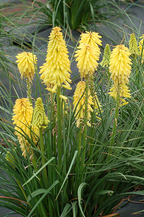 Trytoma 'Poco Yellow' | Kniphofia