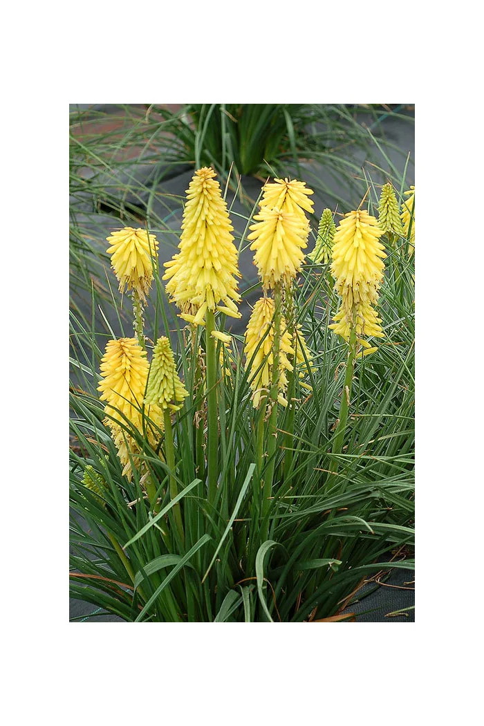 Trytoma 'Poco Yellow' | Kniphofia