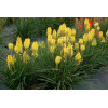 Trytoma 'Poco Yellow' | Kniphofia