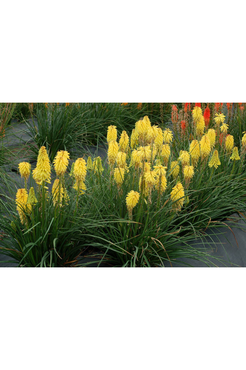Trytoma 'Poco Yellow' | Kniphofia
