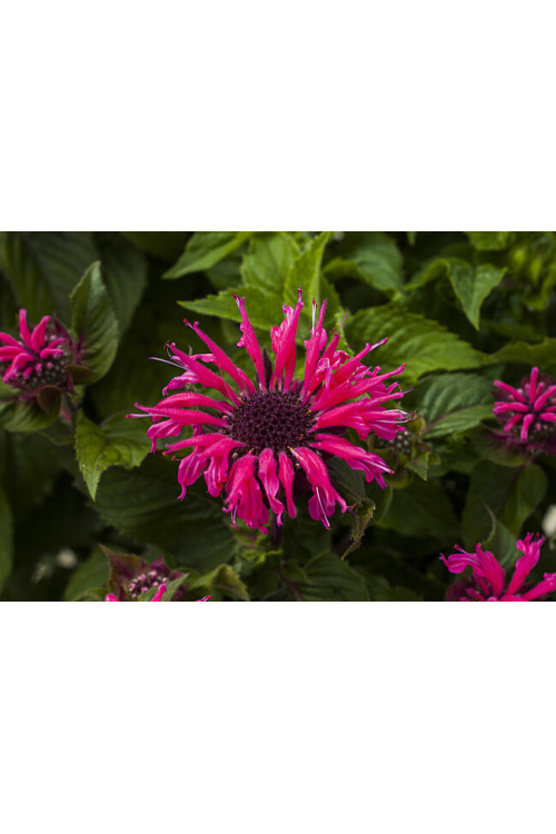 Pysznogłówka 'Bee Marry' | Monarda