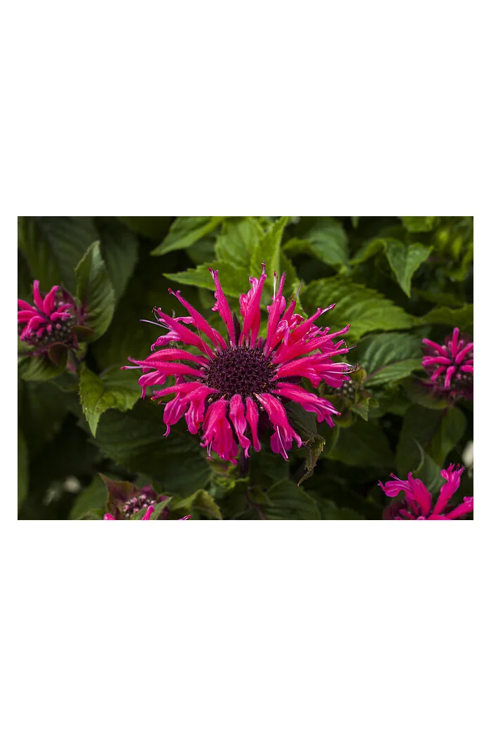 Pysznogłówka 'Bee Marry' | Monarda