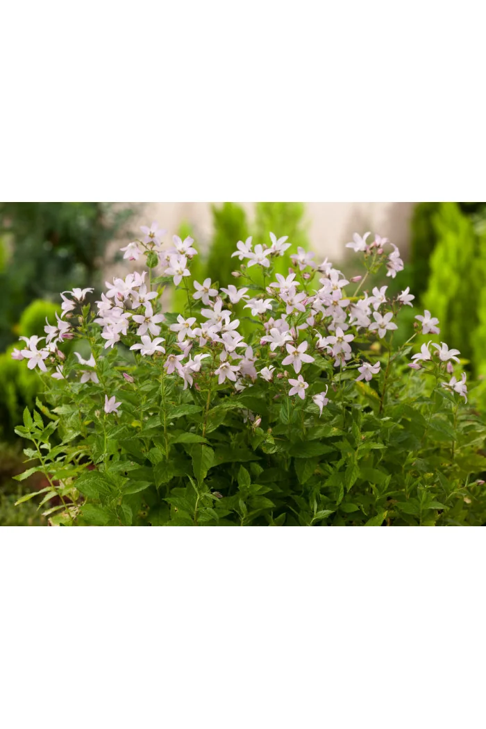Dzwonek kremowy 'Loddon Anna' | Campanula lactiflora