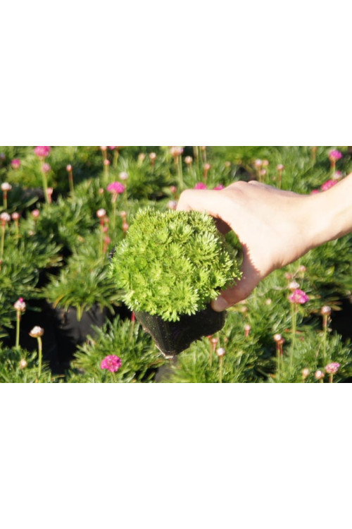 Skalnica arendsa 'Limerock' | Saxifraga