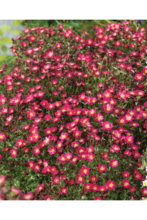 Skalnica arendsa 'Pixi Pan Red' | Saxifraga x arendsii