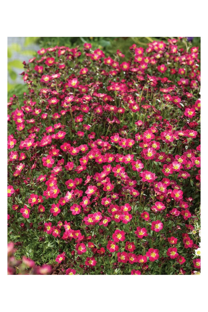 Skalnica arendsa 'Pixi Pan Red' | Saxifraga x arendsii