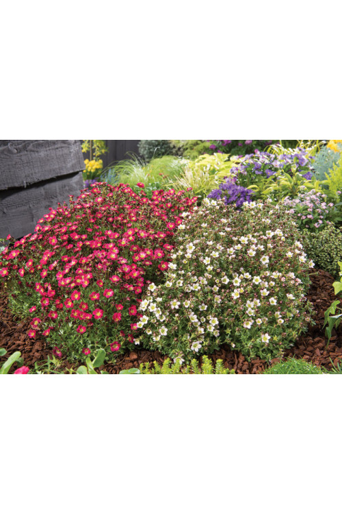 Skalnica arendsa 'Pixi Pan Red' | Saxifraga x arendsii