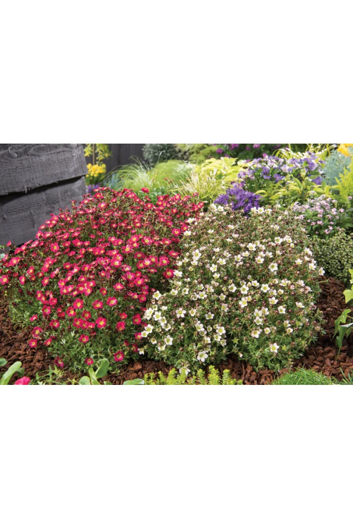 Skalnica arendsa 'Pixi Pan Red' | Saxifraga x arendsii