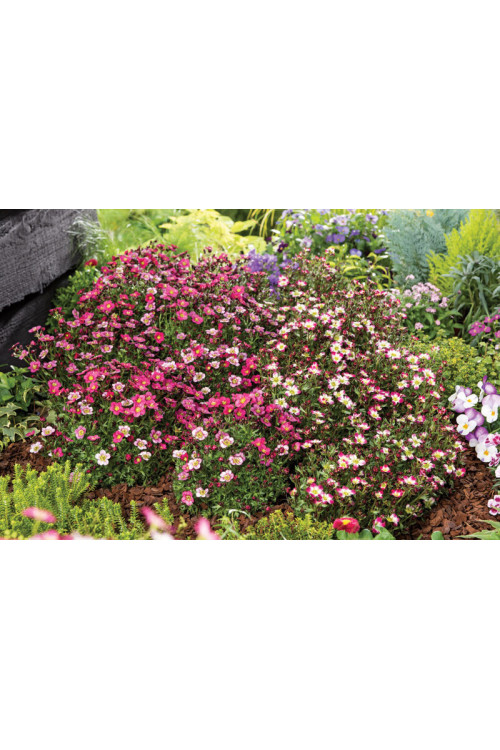 Skalnica arendsa 'Marco Picotee Red' | Saxifraga x arendsii