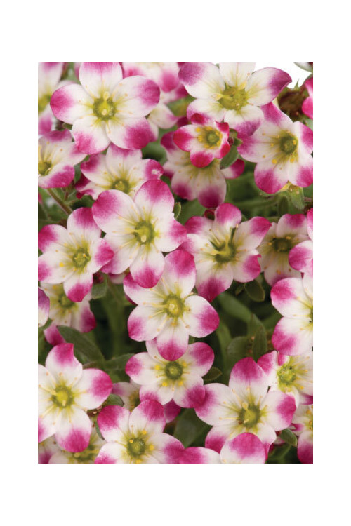 Skalnica arendsa 'Marco Picotee Red' | Saxifraga x arendsii