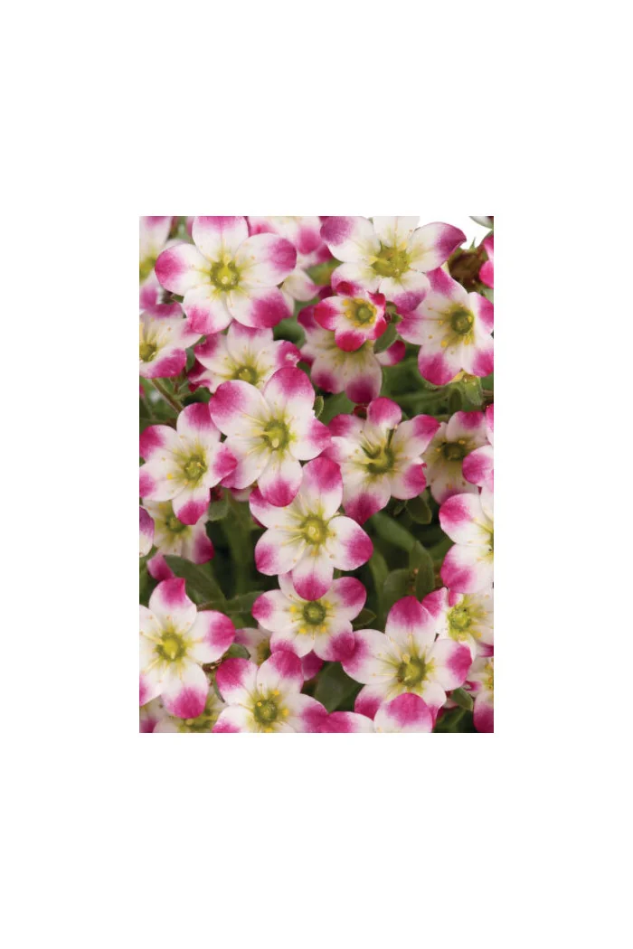 Skalnica arendsa 'Marco Picotee Red' | Saxifraga x arendsii