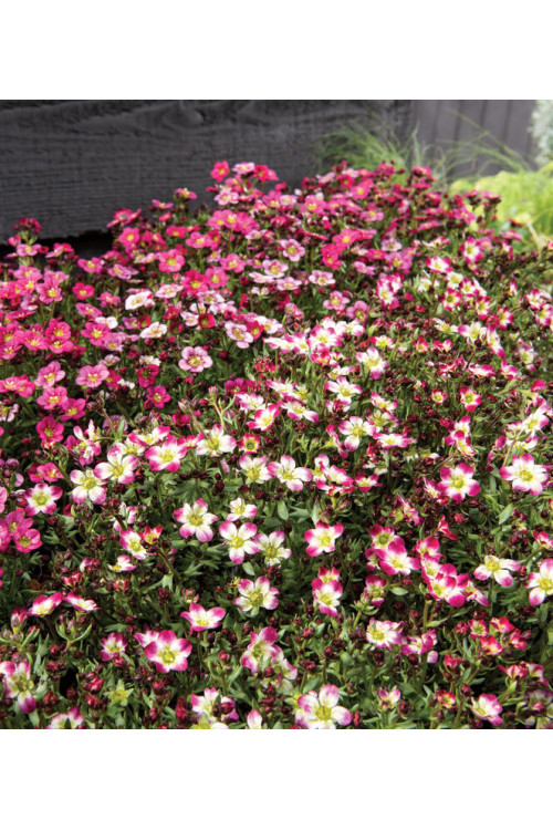 Skalnica arendsa 'Marco Picotee Red' | Saxifraga x arendsii