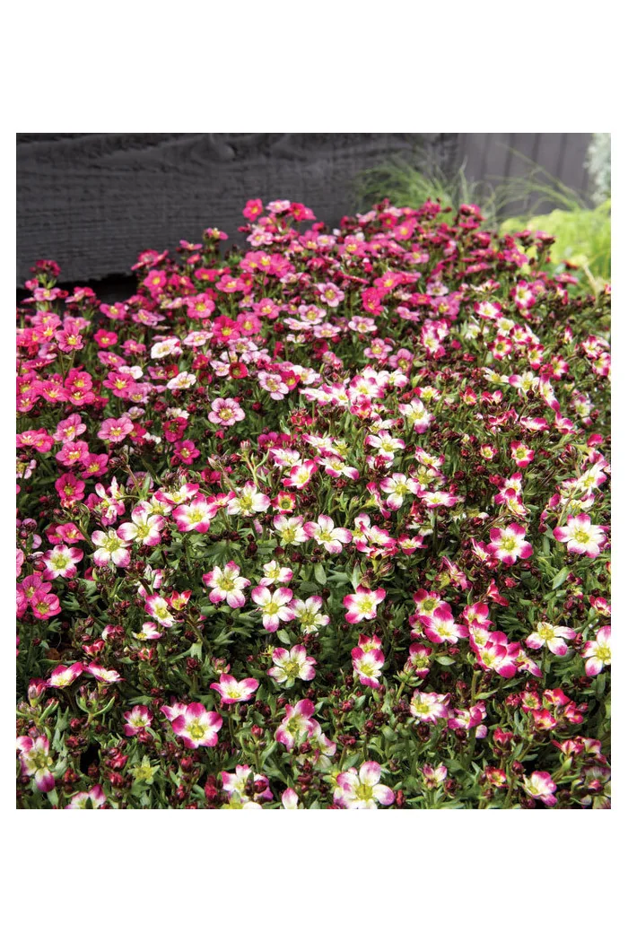 Skalnica arendsa 'Marco Picotee Red' | Saxifraga x arendsii