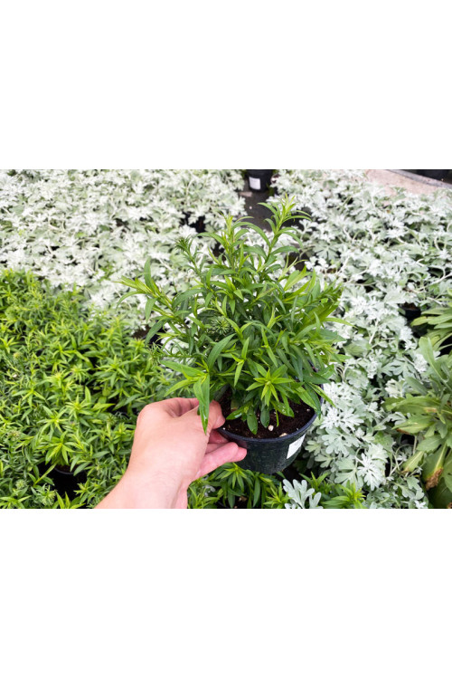 Aster 'Alpha Pink' | Aster