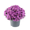 Aster 'Alpha Pink' | Aster